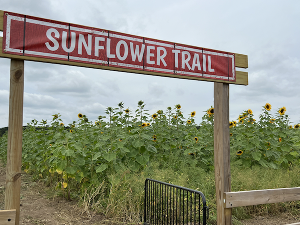 pinehaven farm sunflower trail