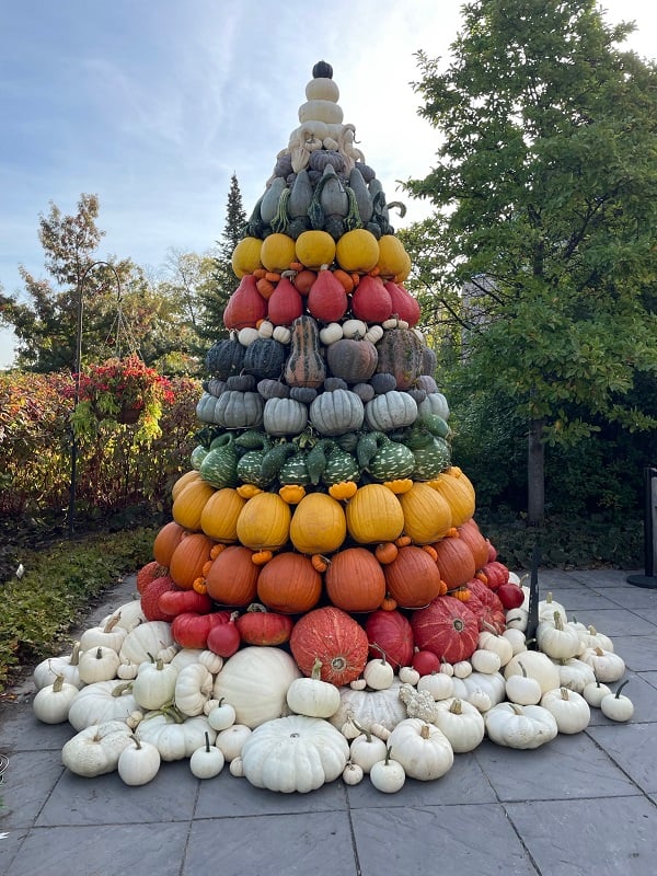 pumpkin tree