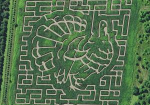 montgomery orchard corn maze