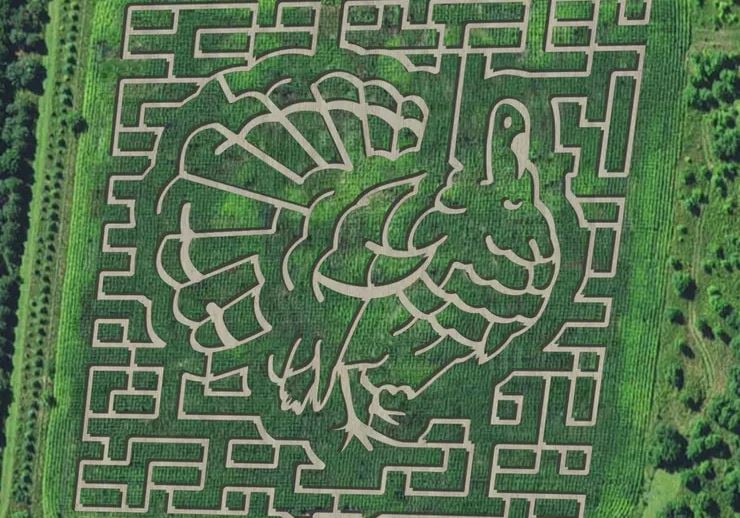 montgomery orchard corn maze