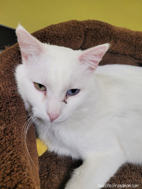 cafe meow cat different eyes