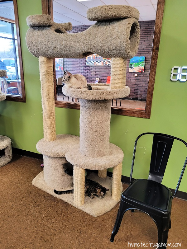 cafe meow cat tower