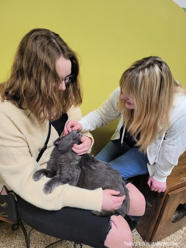 cafe meow spoiled cat