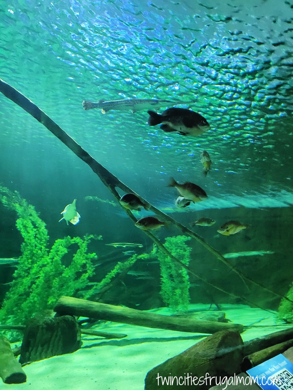 sea life fish