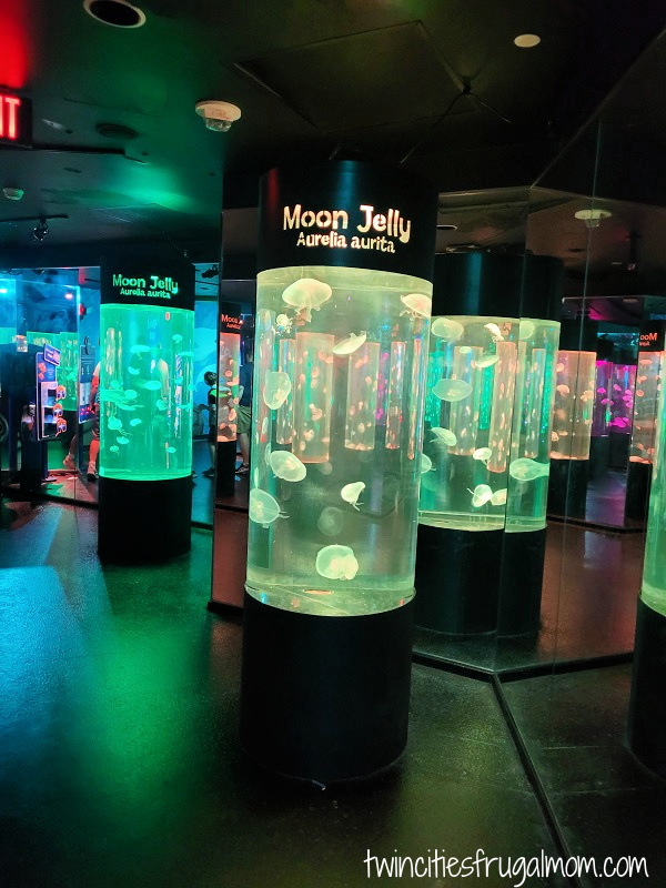 sea life moon jelly
