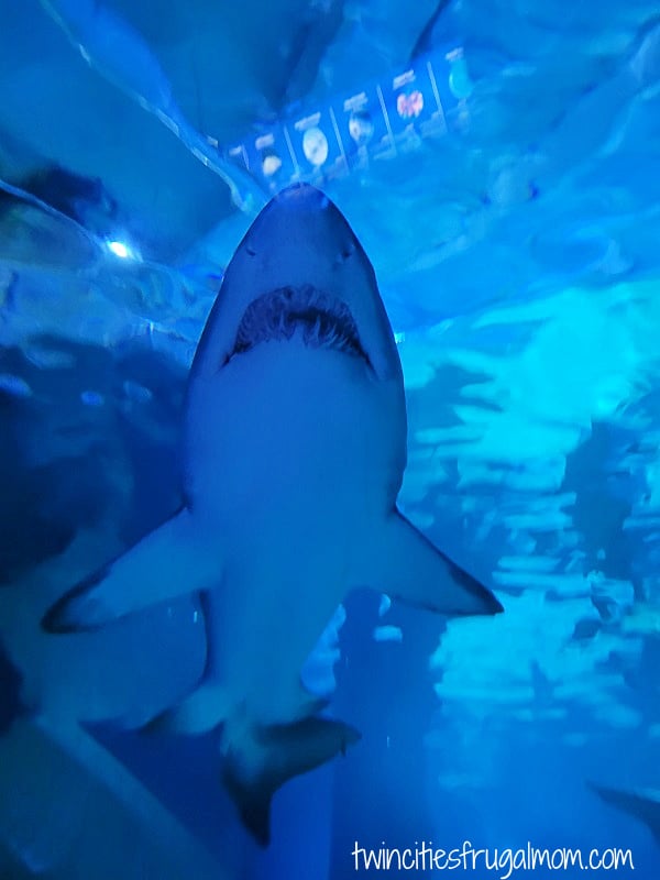 sea life shark
