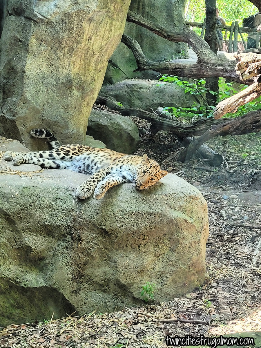 minnesota zoo cat