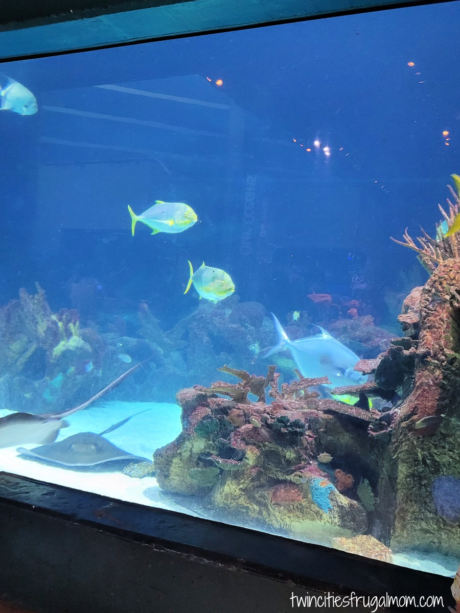 minnesota zoo discovery bay
