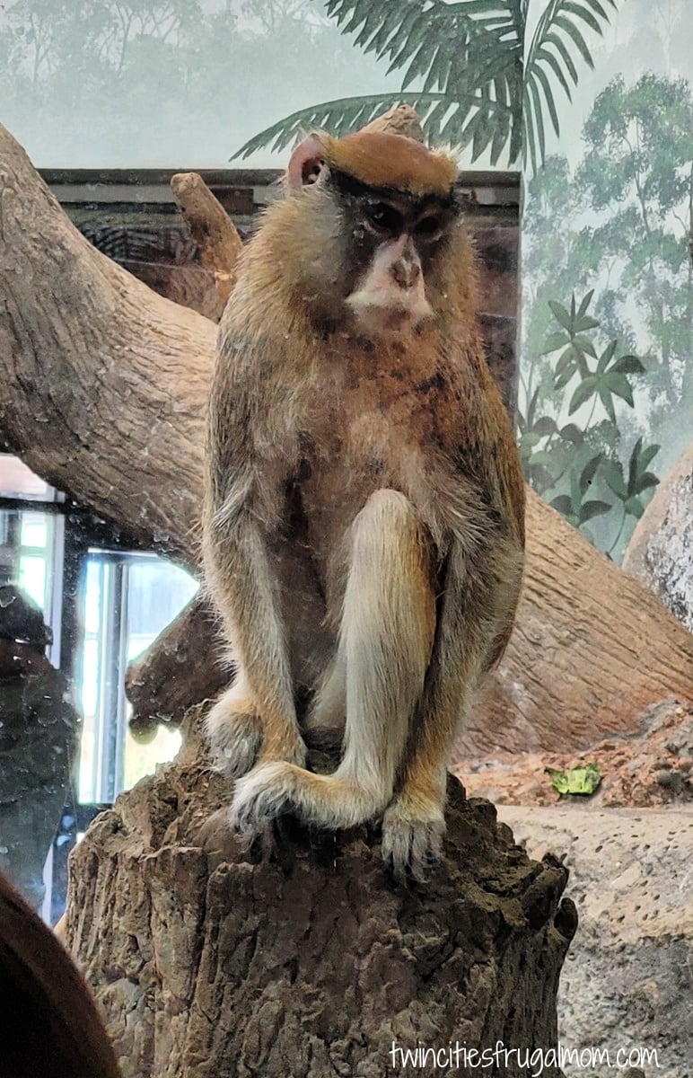 Como Zoo monkey