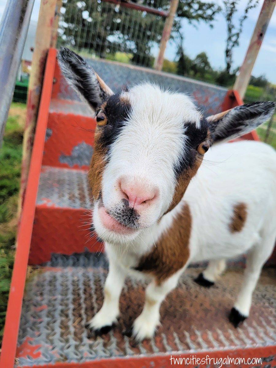 Big Springs Goat