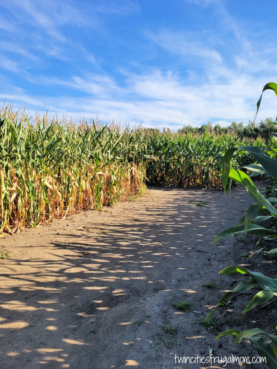 As the first corn maze in the Midwest in 1997, they have expanded to become a fall festival that guests can spend all day at with family and friends. The 2023 season marks the 27th year that Sever's has been open. Sever's is located at 3121 W. 150th St. in Shakopee, Minn. For additional information or directions, log on to www.seversfallfestival.com, visit the Sever's Fall Festival Facebook and Twitter pages, or call the festival hotline at 952-270-MAZE.