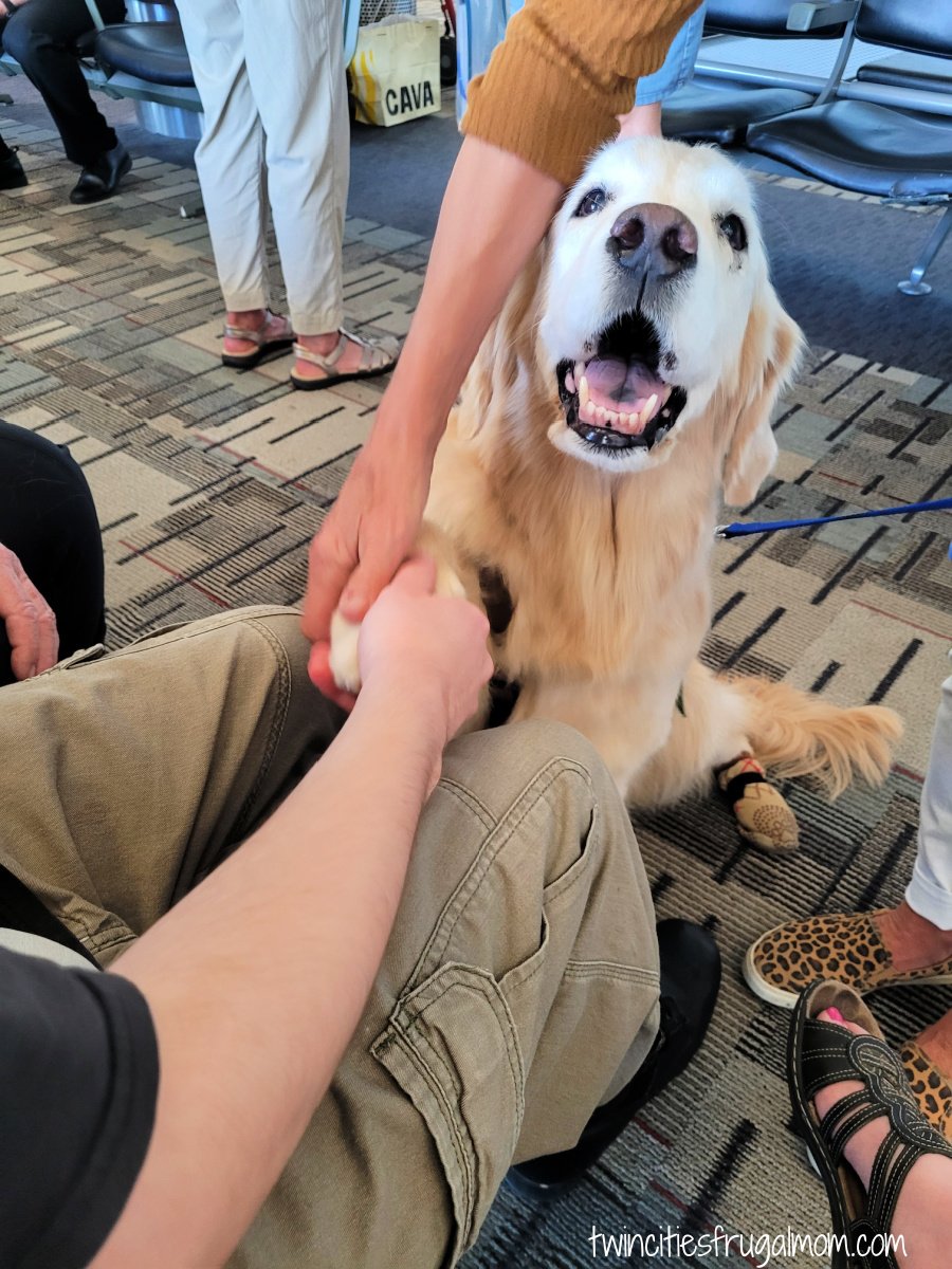 Navigating MSP dog handshake