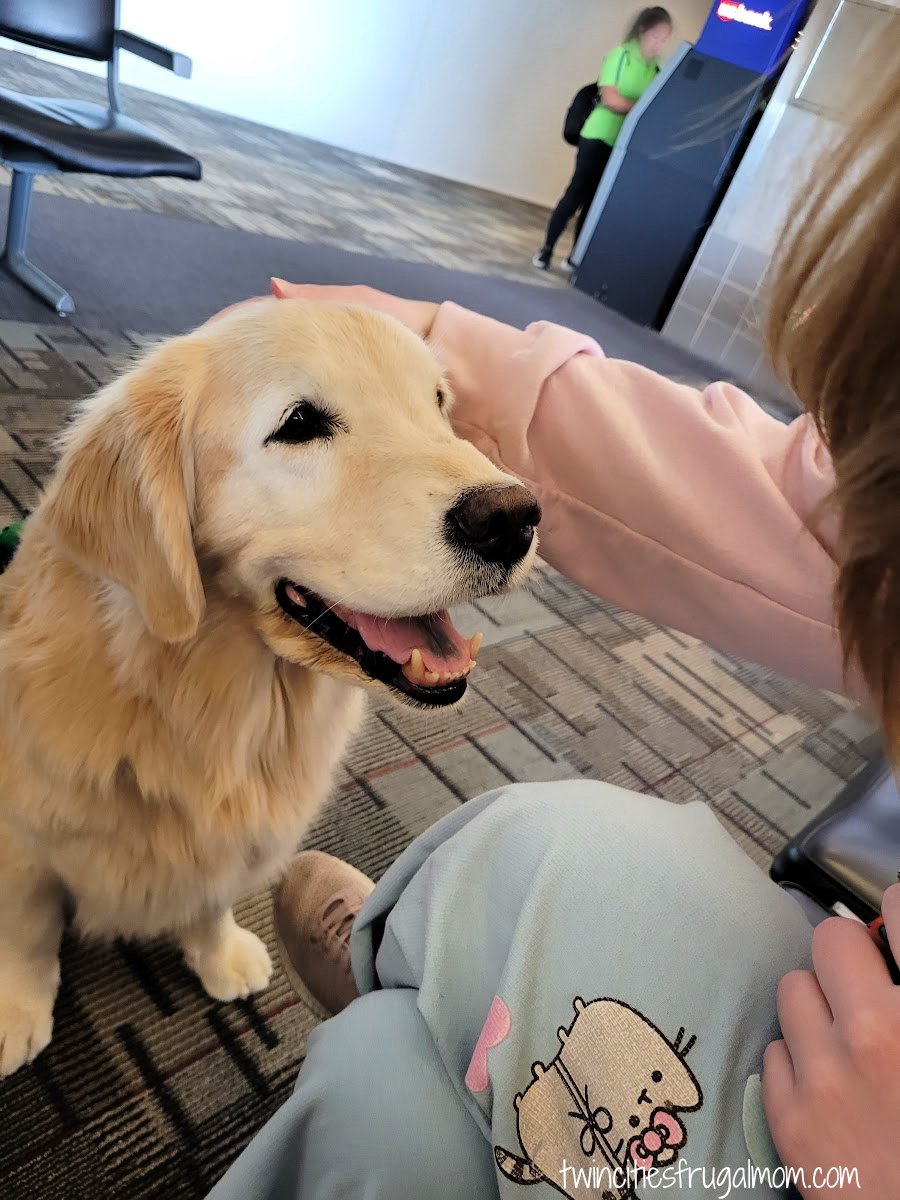 Navigating MSP dog