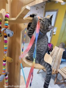 Wired Whisker Cat