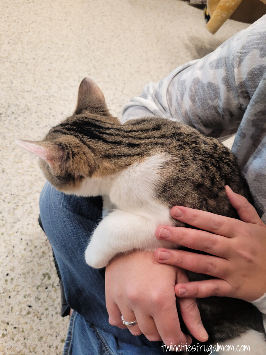 Wired Whisker Cat Lap