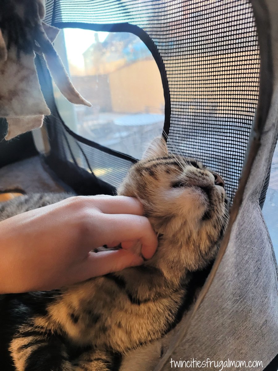 Wired Whisker cat pet