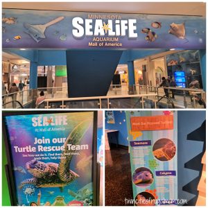 Sea Life Turtle event