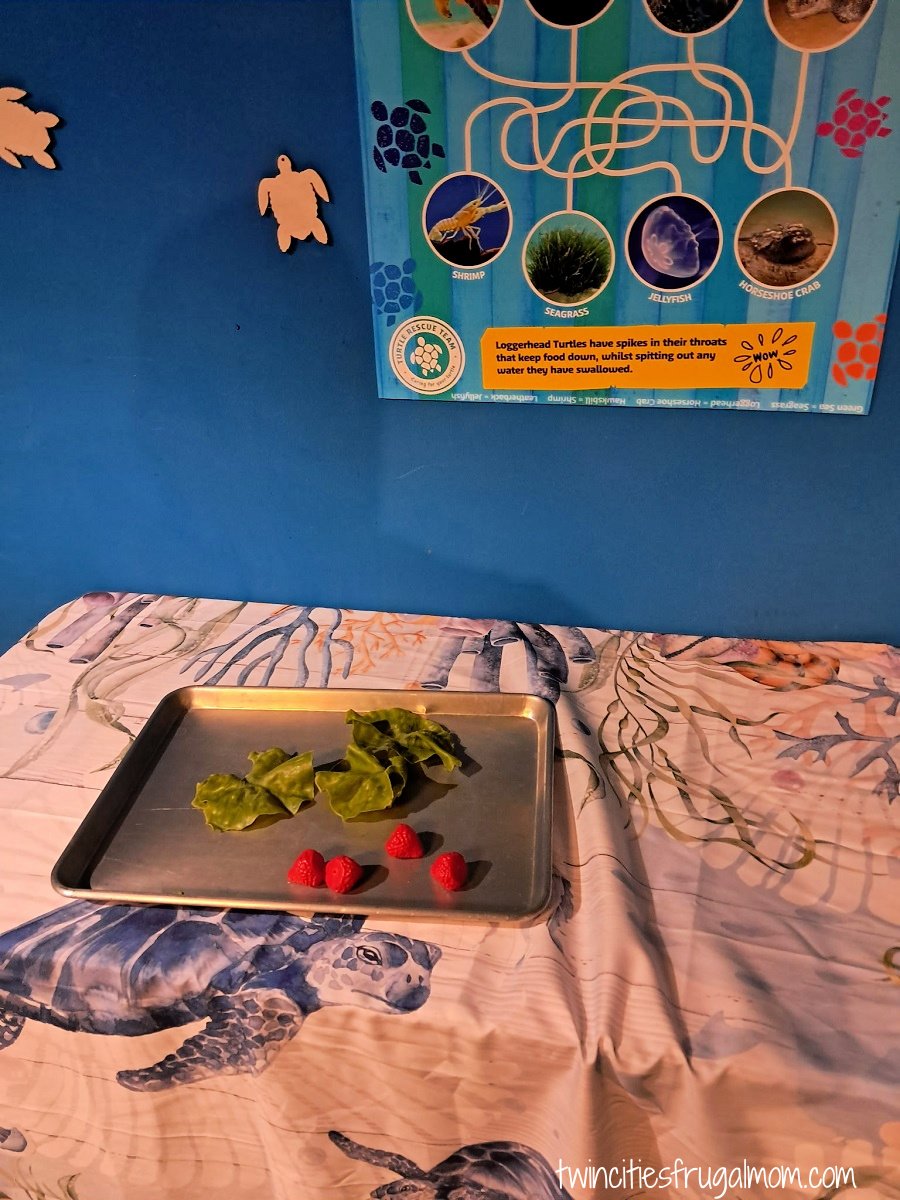 Turtle activity table