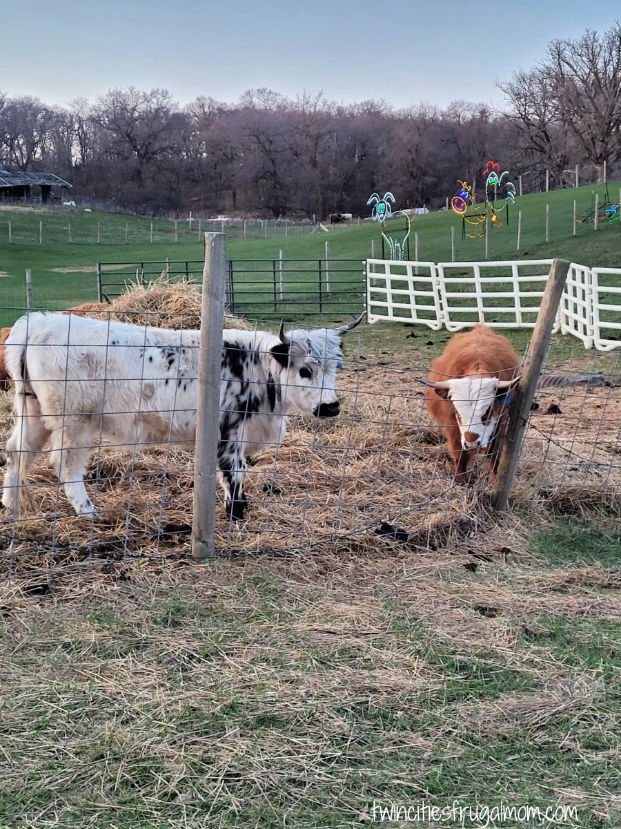 Scottish Highlander cows