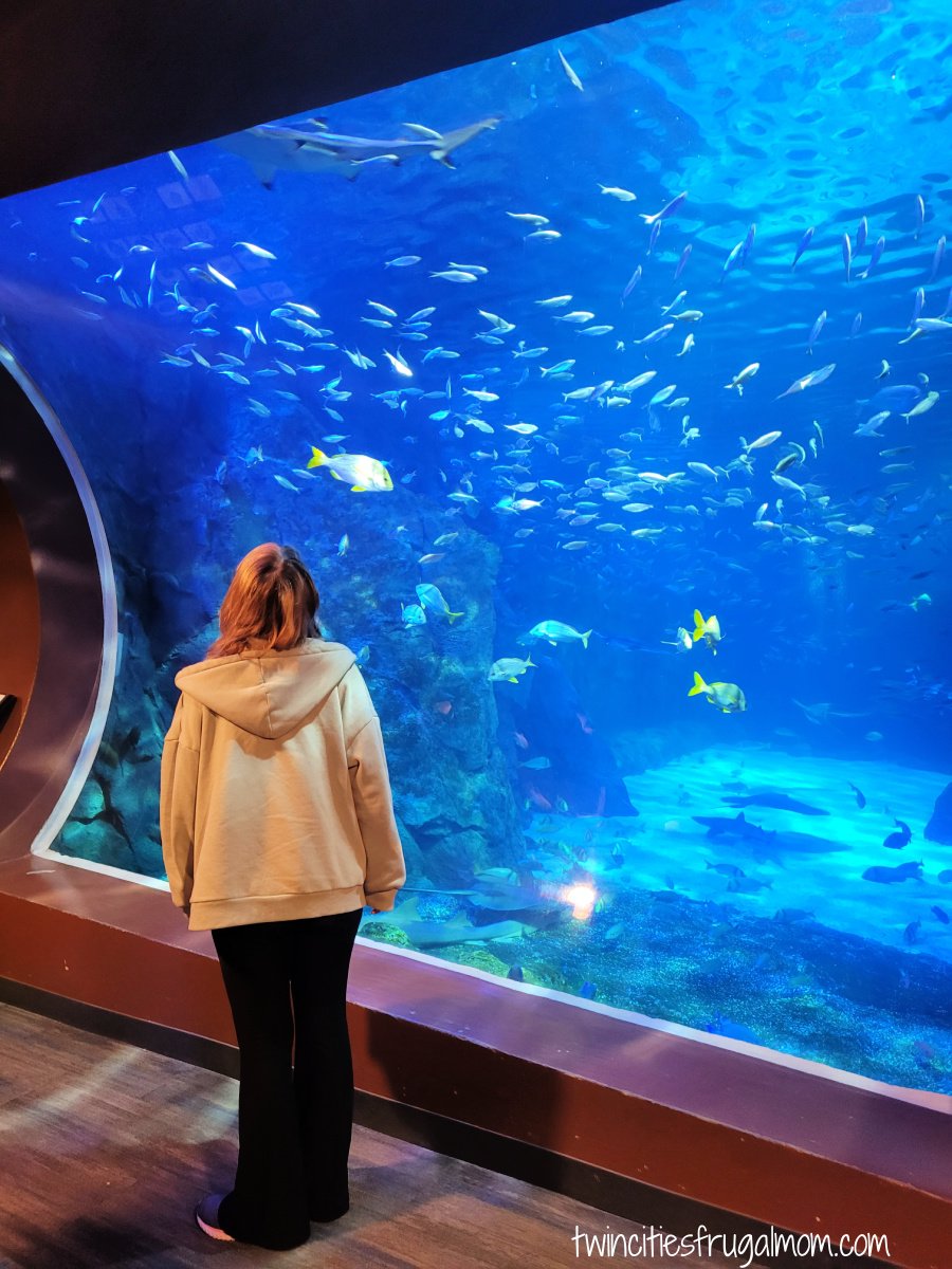 St Louis Aquarium fish