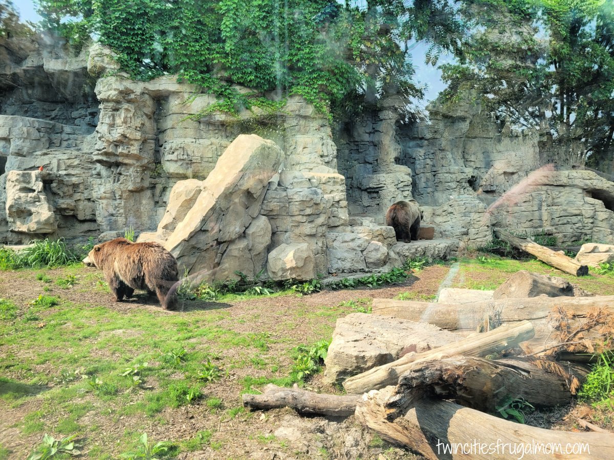 St Louis Zoo bears