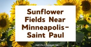 Sunflower fields Mpls St Paul