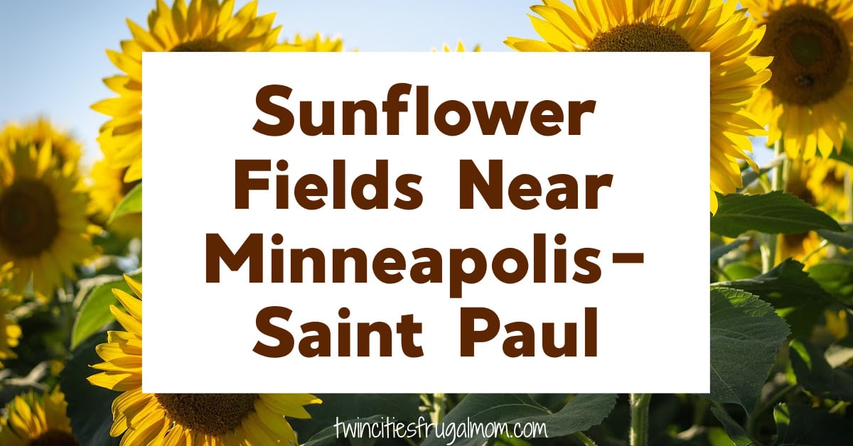 Sunflower fields Mpls St Paul