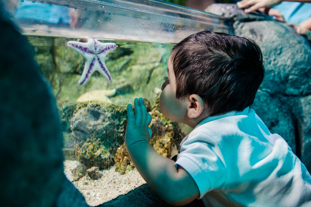 Starfish
