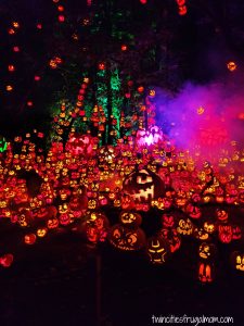 Jack o Lantern MN Zoo Pumpkin Cluster