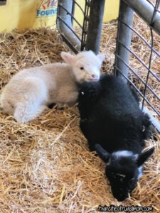 farm babies sheep