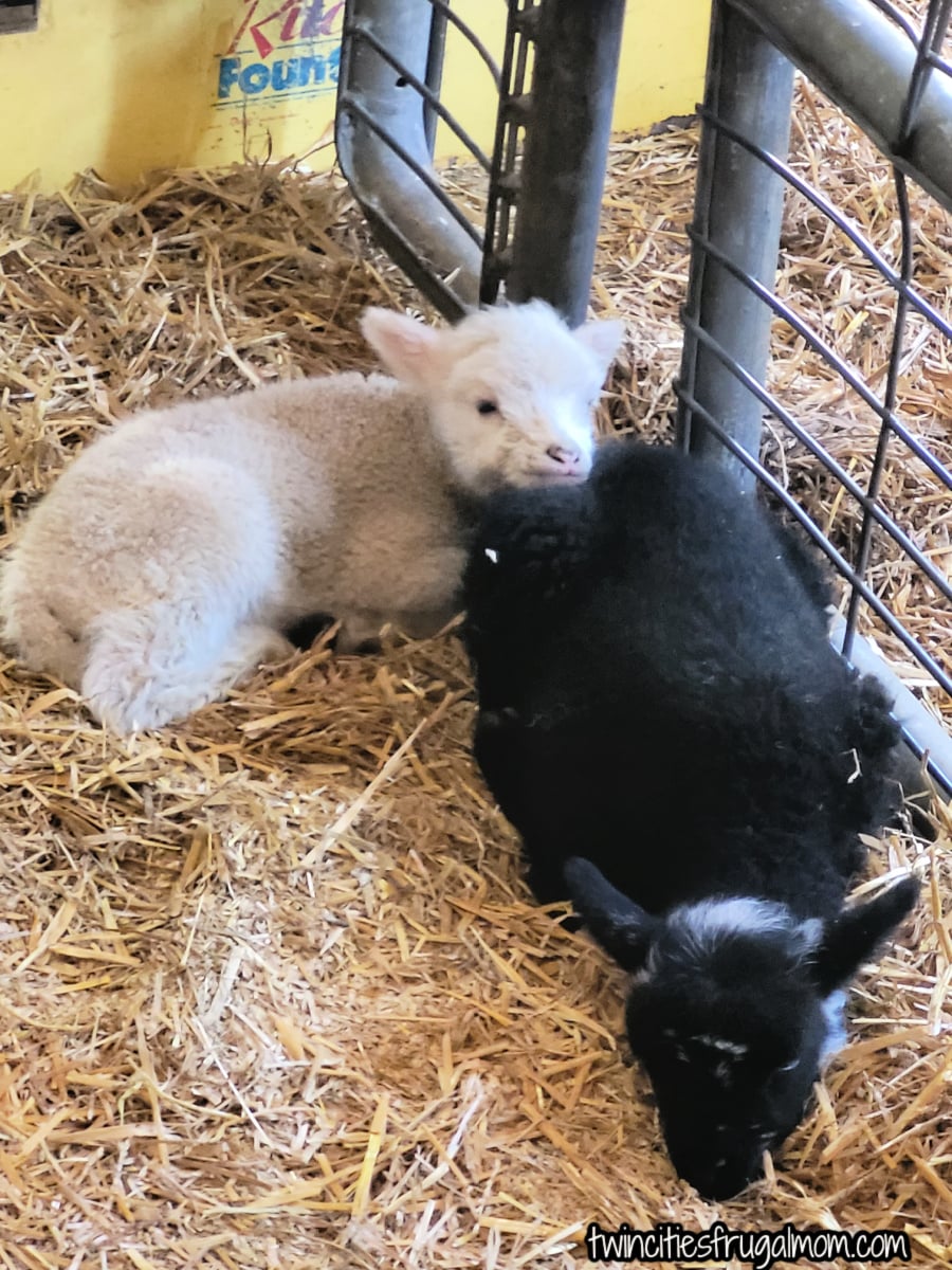 farm babies sheep