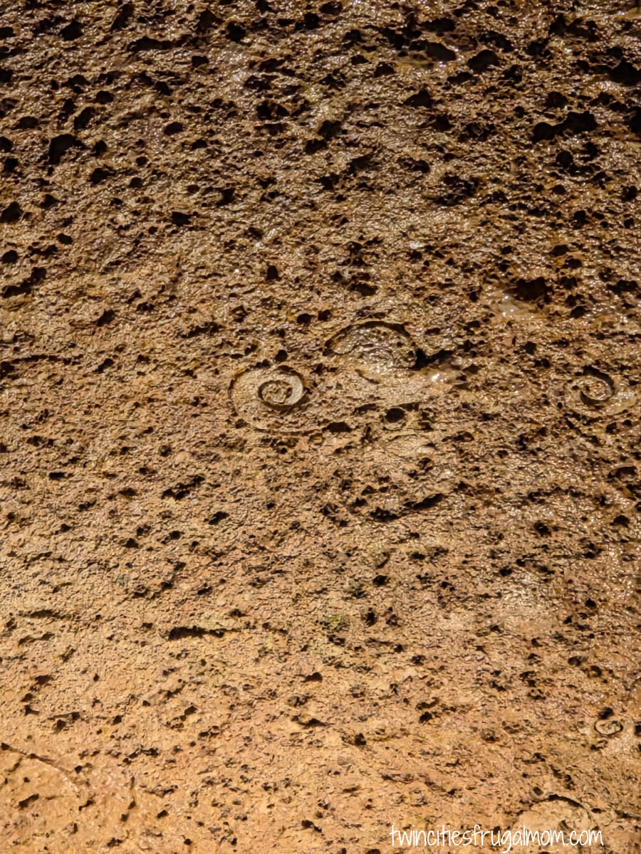 Niagara Cave fossils