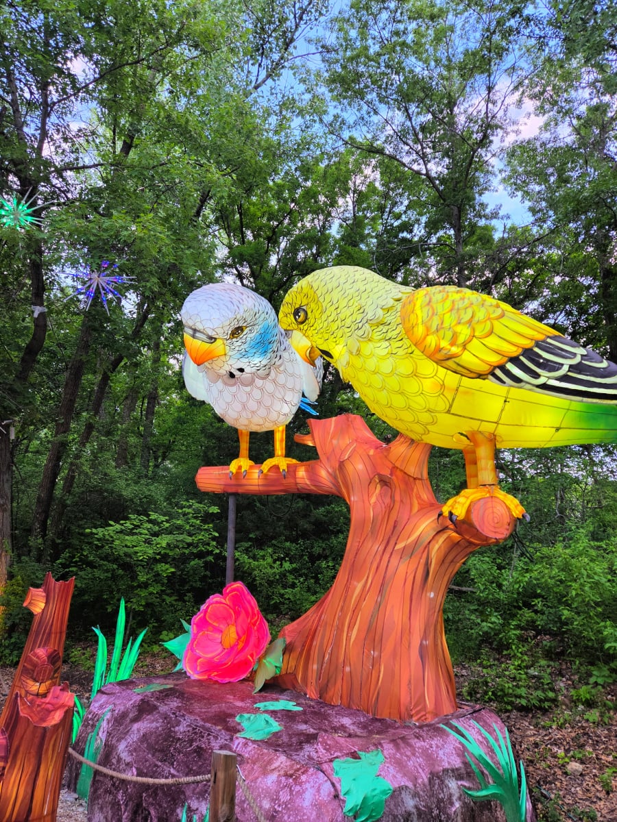 mn zoo wanderlight parrots