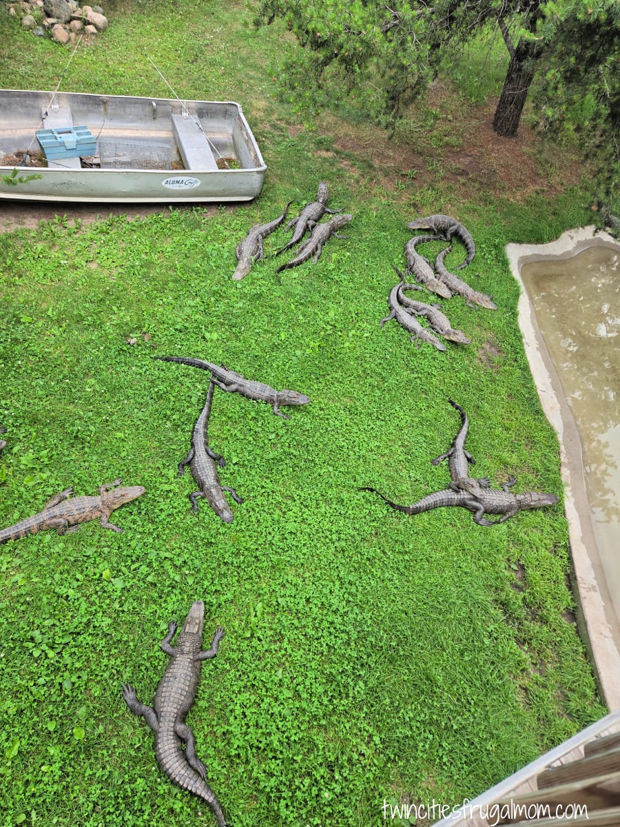 Safari North alligators