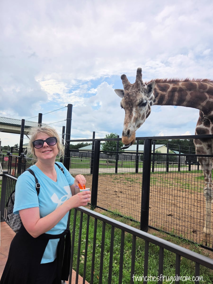Safari North feeding giraffe