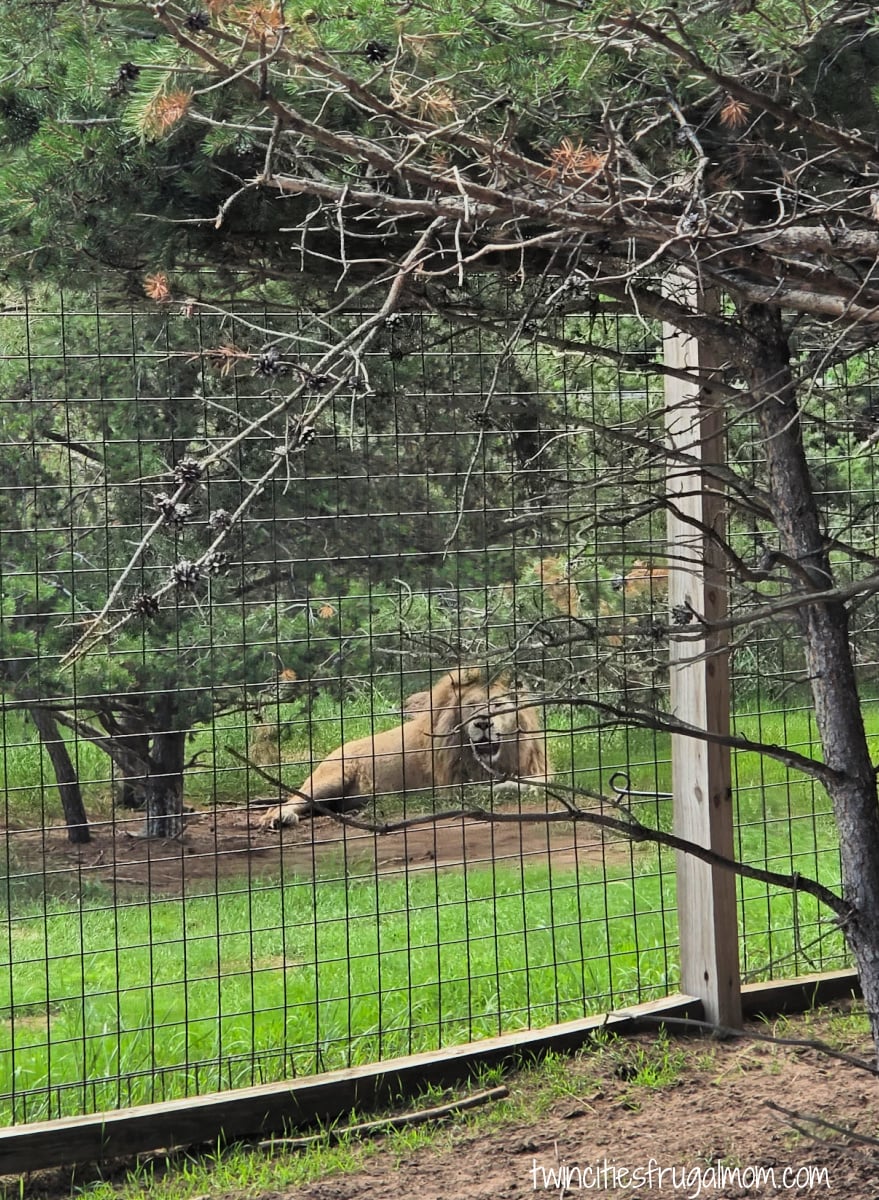 Safari North lion