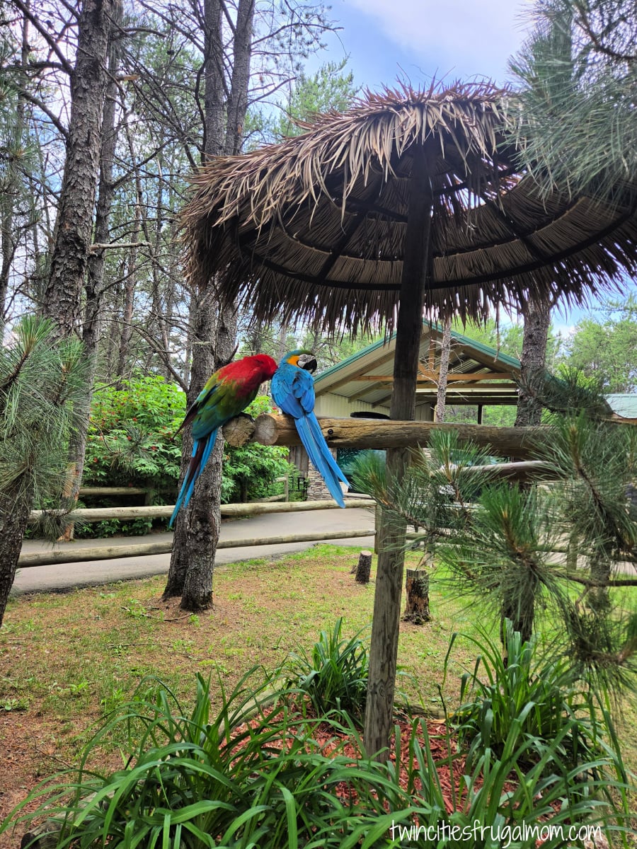 Safari North macaws