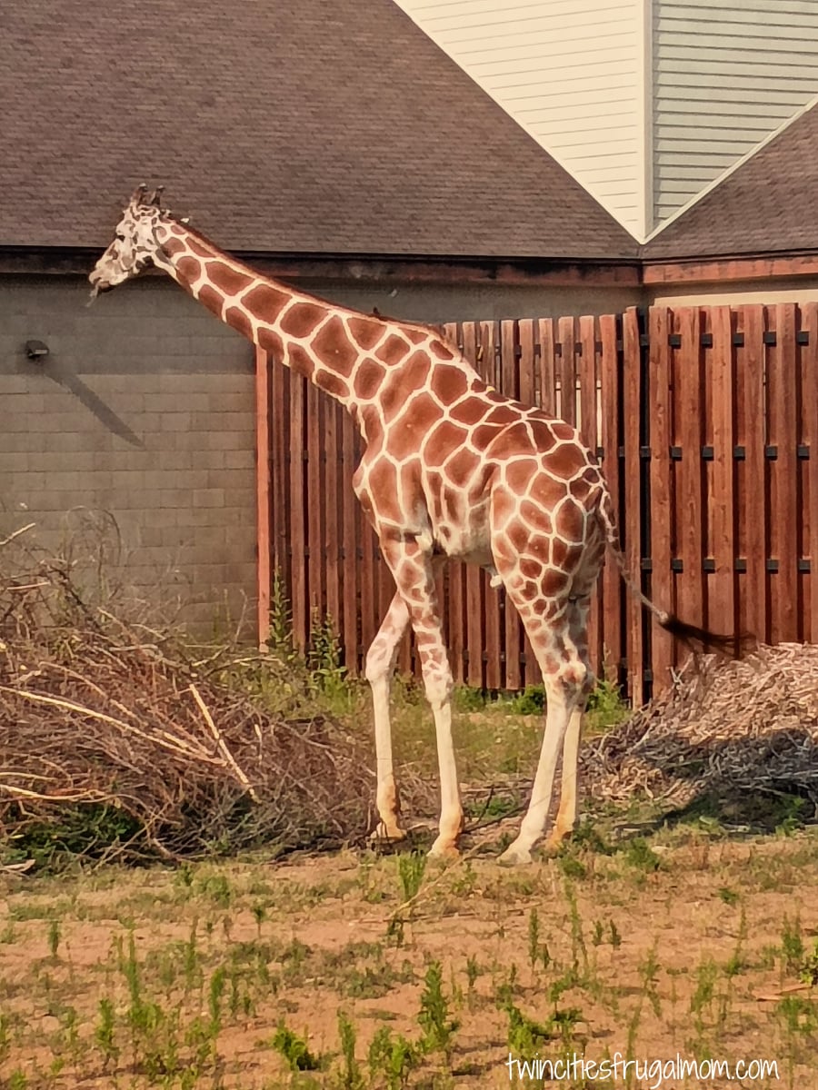 Como Town giraffe
