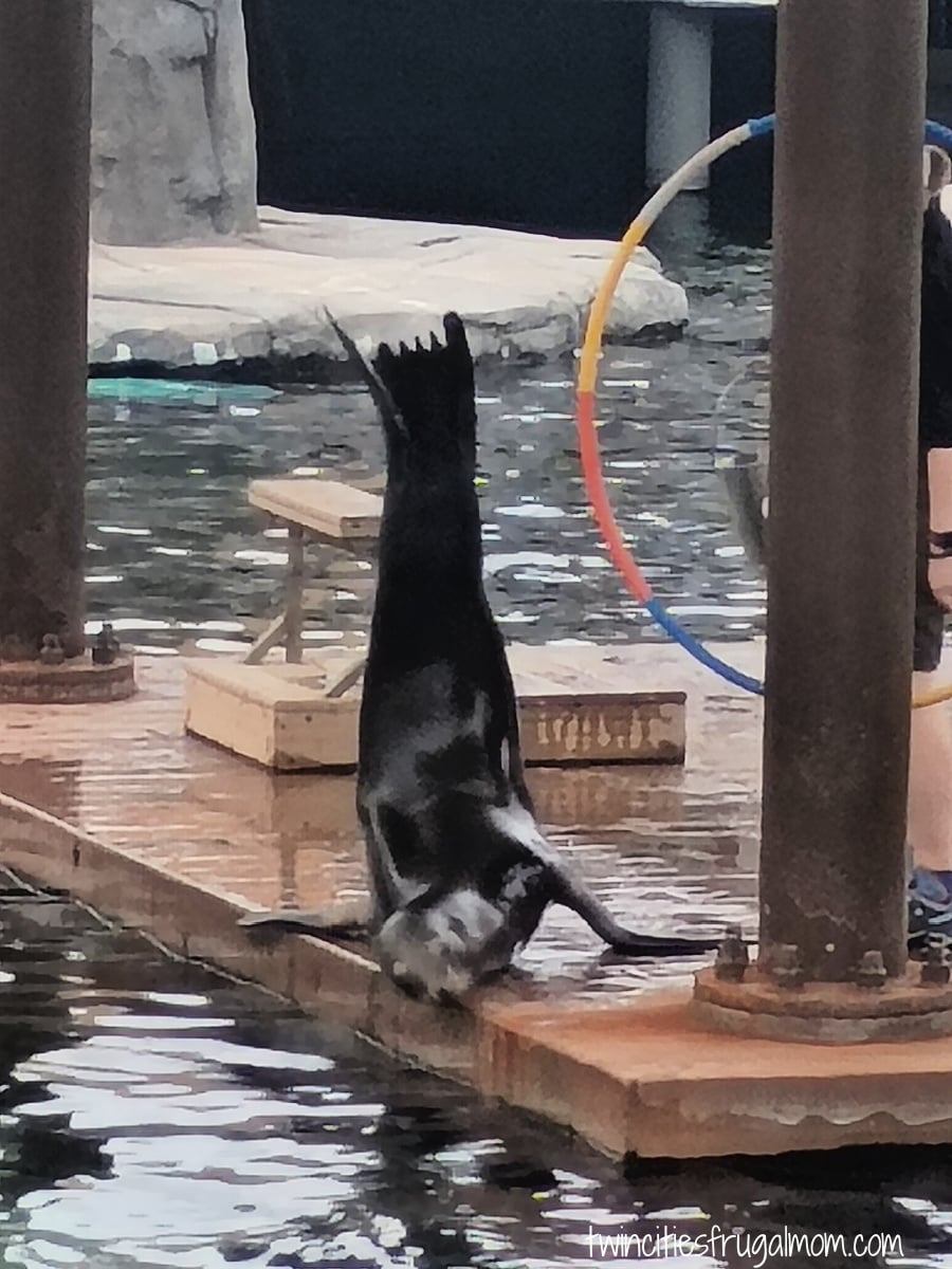 Como Zoo sea lion