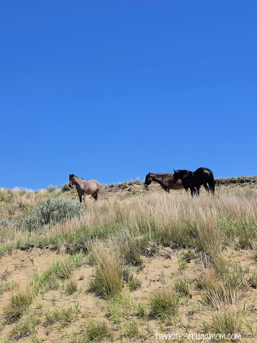 Theodore Roosevelt South Unit horses