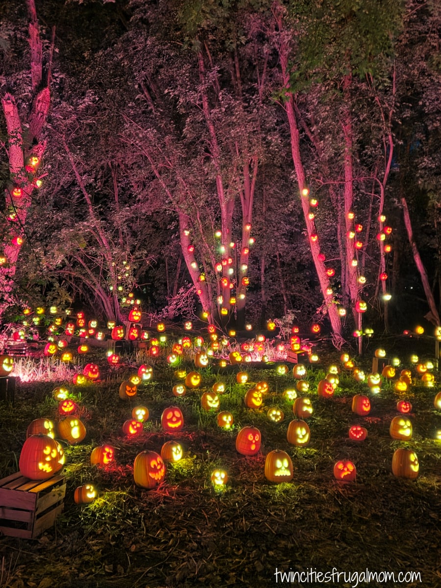 Sunnys Pumpkin forest
